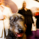 Image for article titled King’s realm: Behind the scenes at the Westminster Dog Show